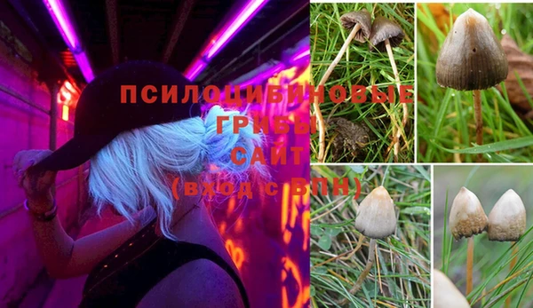 прущие грибы Алзамай